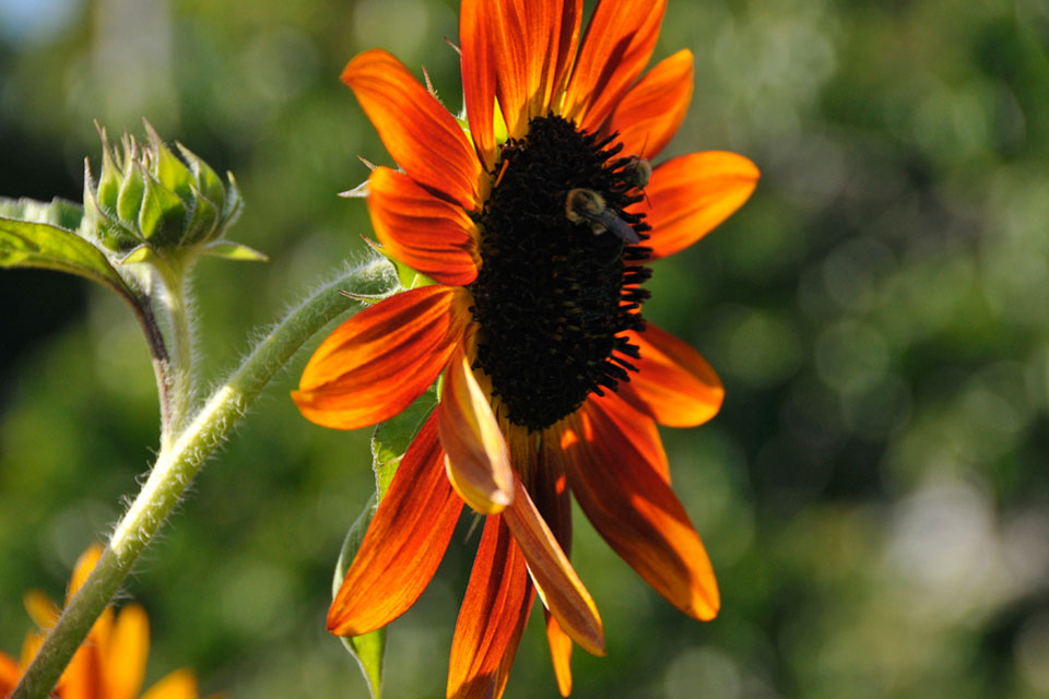 Brilliant orange sunflower with bees harvesting pollen