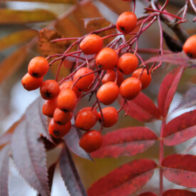Red berries on bush in autumn