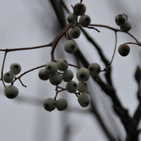 Closeup of berries on branch in late autumn