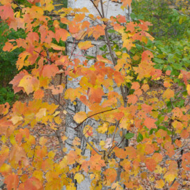 Autumn Birch tree with yellow-orange leaves