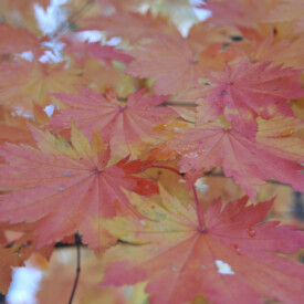 Closeup of Japanese Maple autumn leaves