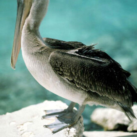 A Bonaire pelican