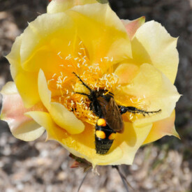Yellow cactus flower