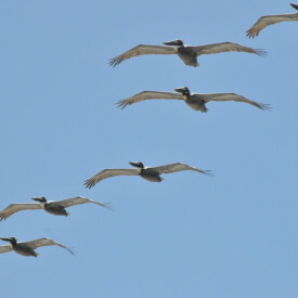 Florida pelicans in flight