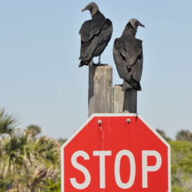 Florida turkey buzzards perched atop a stop sign