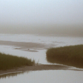 foggy marsh landscape