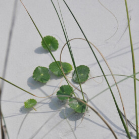Sea grape foliage