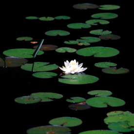 Lotus blossom floating in a pond