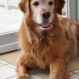 Closeup of a golden retriever named MacLeod
