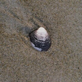 A lone seashell on the beach