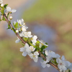 Branch of white apple blossoms