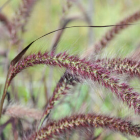 purple fountain grass blooms