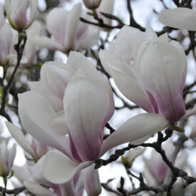 pink and white magnolia blossoms