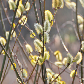 Pussy willow in spring bloom