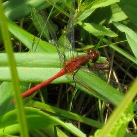 Dragonfly perching on a blade of grass