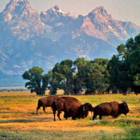 Bison in a field near the Grand Tetons