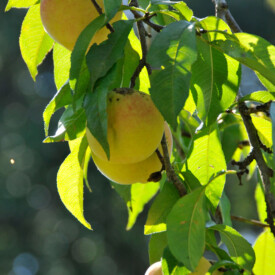 Apple tree branch laden with yellow apples