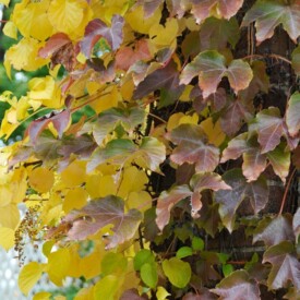 climbing vine with leaves changing from green to yellow in fall