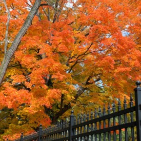 Large maple tree with the orange and yellow leaves of fall