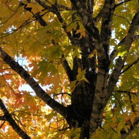 maple tree with yellow-orange autumn leaves