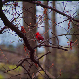 A pair of cardinals sitting on branches of a tree