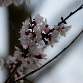 Single branch of pink-white blossoms