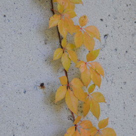 single climbing vine with autumn yellow leaves