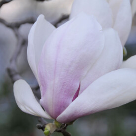 A closed pink and white magnolia bloom
