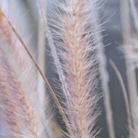 Closeup of pinkish flowering grass panicles