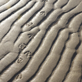 Gull's footprints on sandy beach