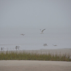 Gulls flying over beach on a foggy day