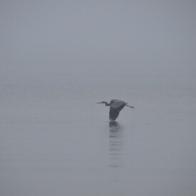 heron in flight over the ocean
