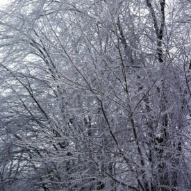 Winter trees encased in ice