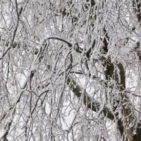 Tree silhouette after a snowfall