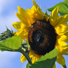 closeup of large yellow sunflower with brown eye