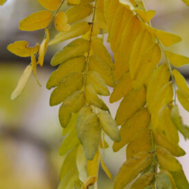locust tree branch with yellow leaves in fall