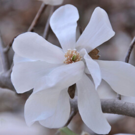 Open magnolia bloom