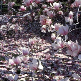 Dropping pink and white magnolia petals