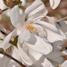 white magnolia blooms