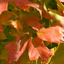orange-color maple tree leaves in fall