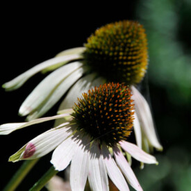 Two white echinacea