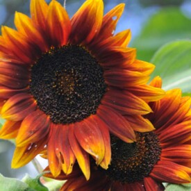 Two sunflowers with burnt orange petals