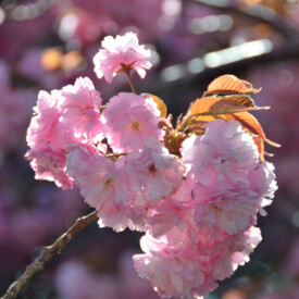Pink cherry blossoms
