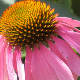 closeup of a single echinacea bloom