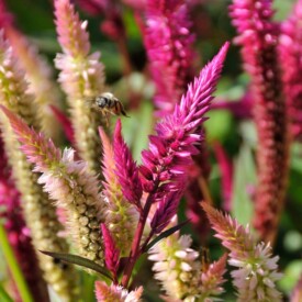 A bunch of pink flowering spikes