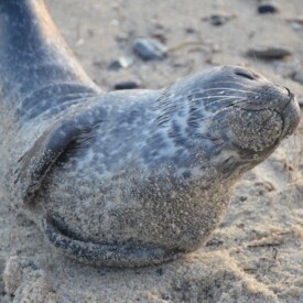 Seal pup on the beach