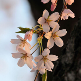 Single branch with apple blossoms
