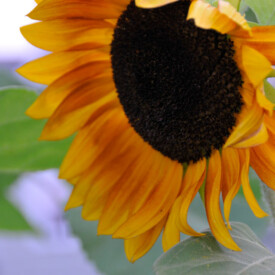 Closeup of reflexive yellow sunflower