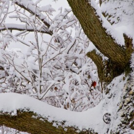 A lone cardinal sits on a branch in a snow covered tree
