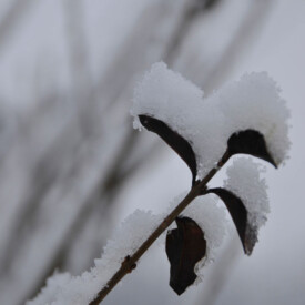 Branch of a shrub covered with snow